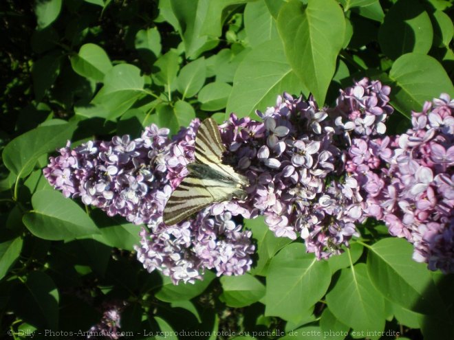 Photo de Papillon