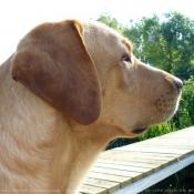 Photo de Labrador retriever