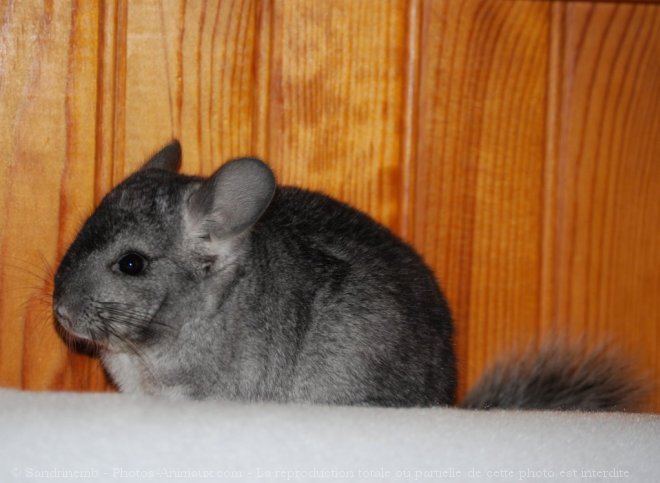 Photo de Chinchilla