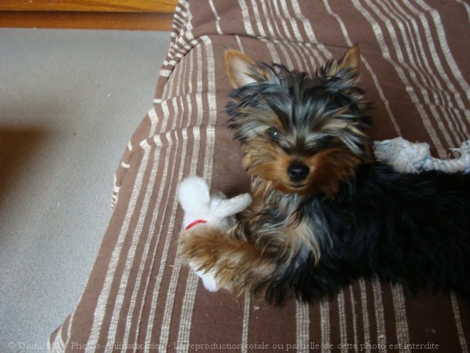 Photo de Yorkshire terrier