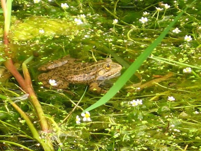 Photo de Grenouille