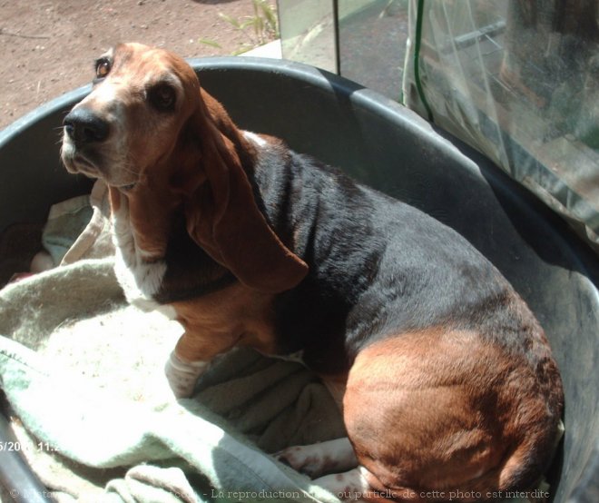 Photo de Basset hound