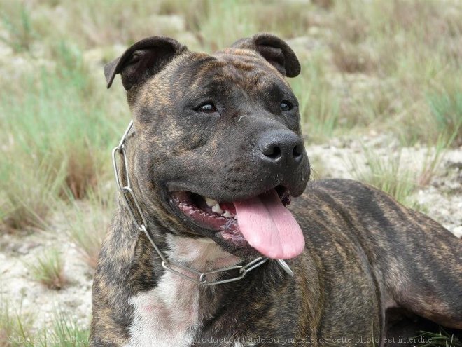 Photo d'American staffordshire terrier