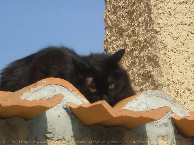 Photo de Chat domestique