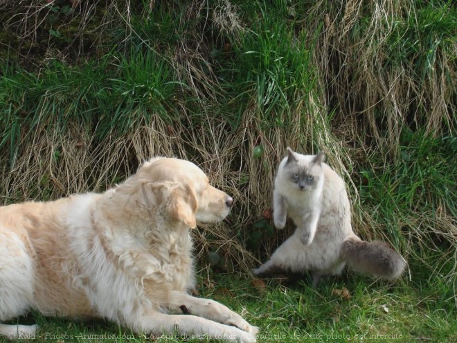 Photo de Races diffrentes