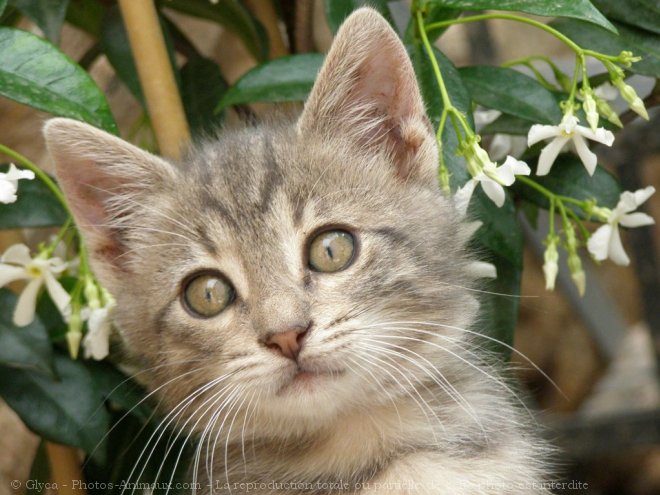 Photo de Chat domestique