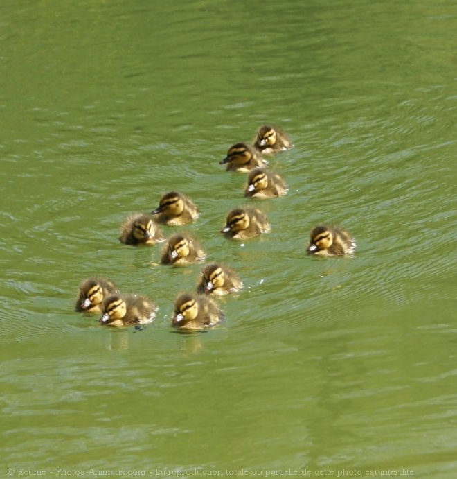 Photo de Canard colvert