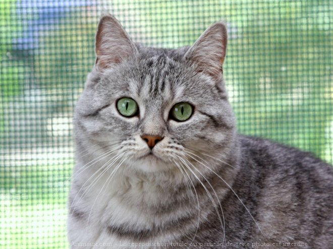 Photo de British shorthair