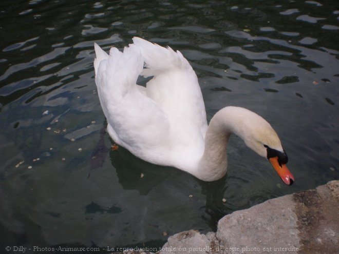 Photo de Cygne