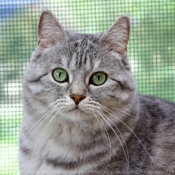 Photo de British shorthair