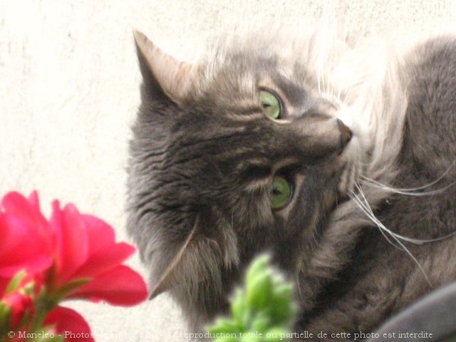 Photo de Chat domestique