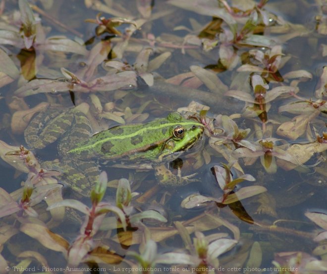 Photo de Grenouille