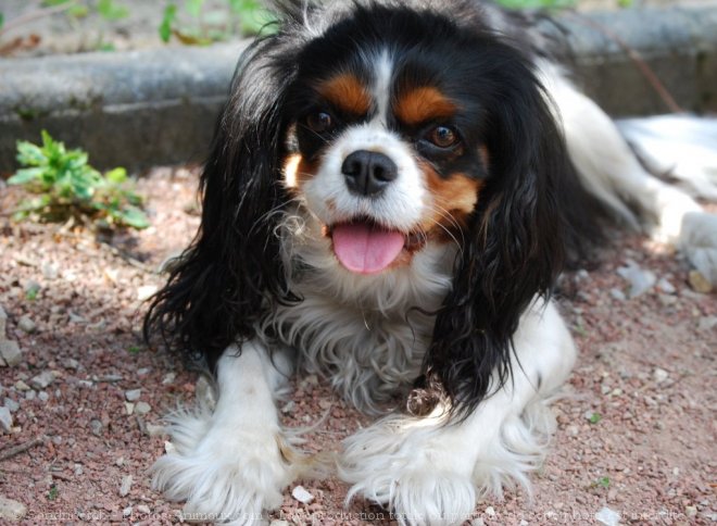 Photo de Cavalier king charles spaniel