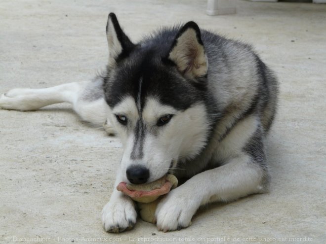 Photo de Husky siberien