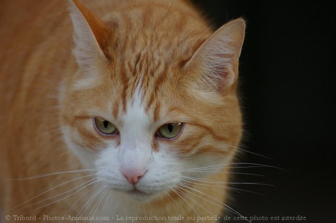 Photo de Chat domestique