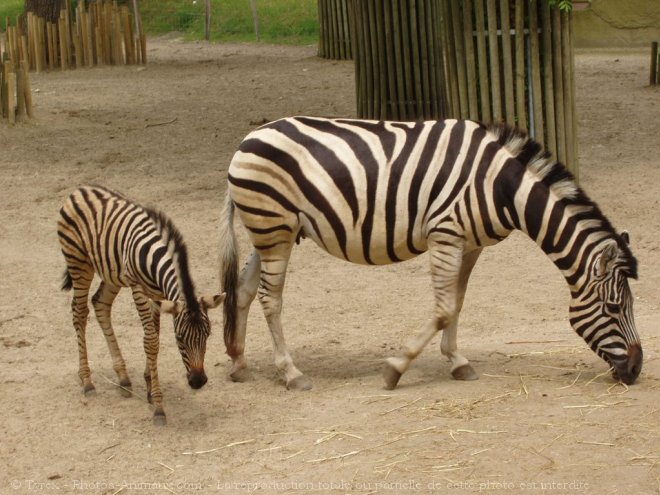 Photo de Zebre