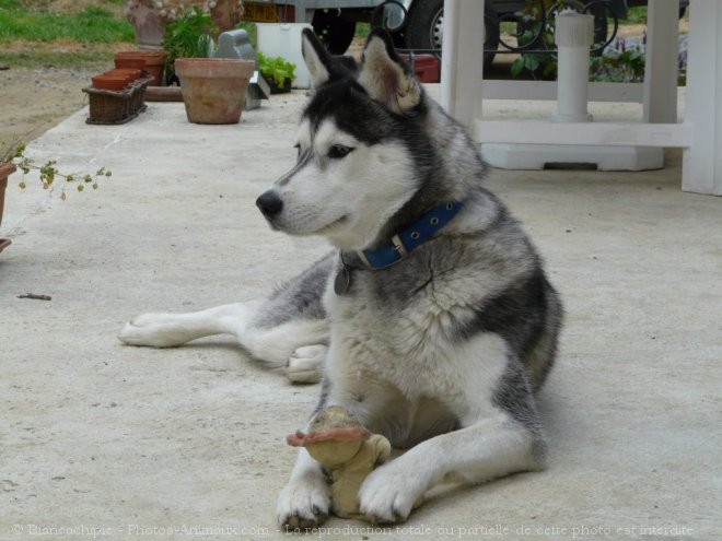 Photo de Husky siberien