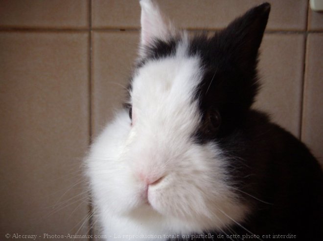 Photo de Lapin