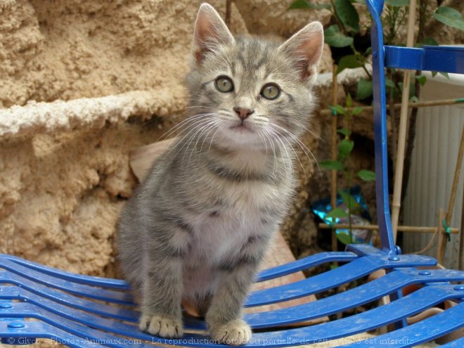 Photo de Chat domestique