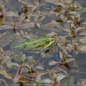 Photo de Grenouille