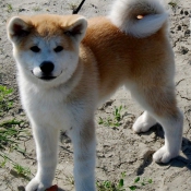 Photo d'Akita inu