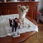 Photo de Chihuahua  poil long