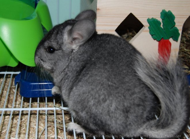 Photo de Chinchilla