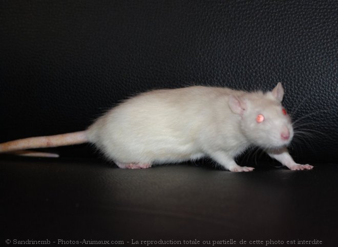 Photo de Rat