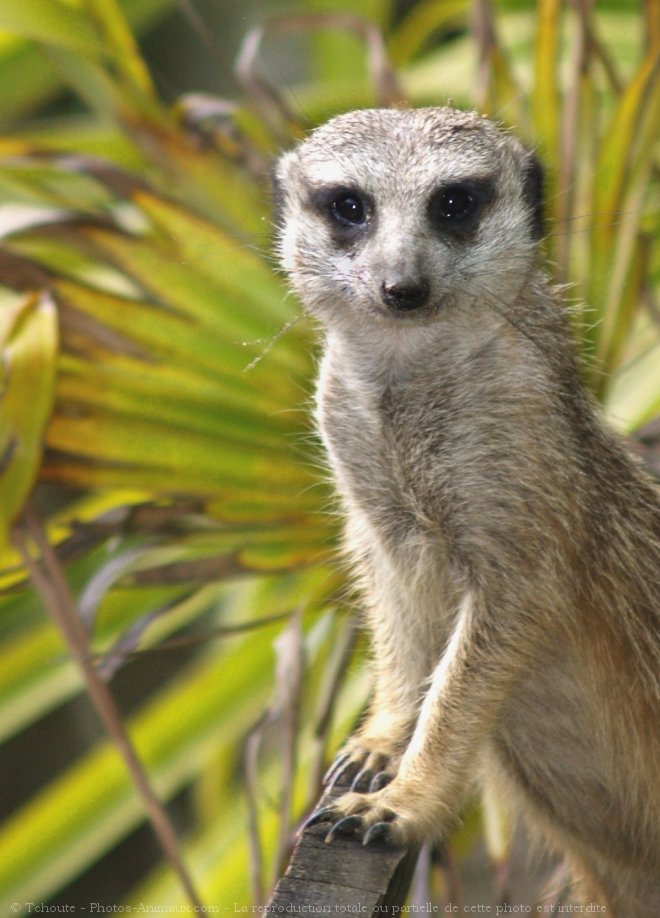 Photo de Suricate