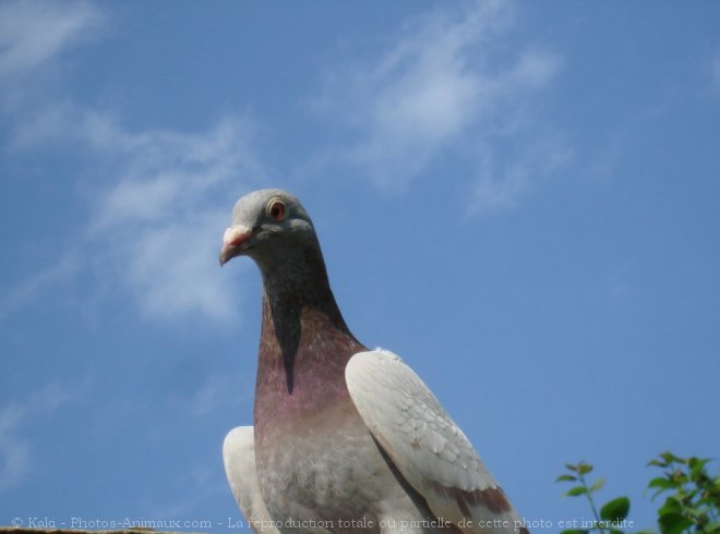 Photo de Pigeon