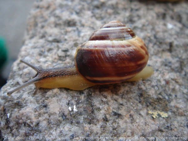 Photo d'Escargot