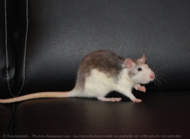 Photo de Rat