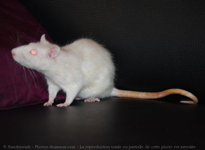 Photo de Rat