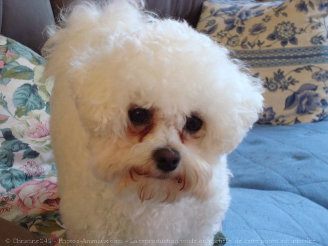 Photo de Bichon  poil fris