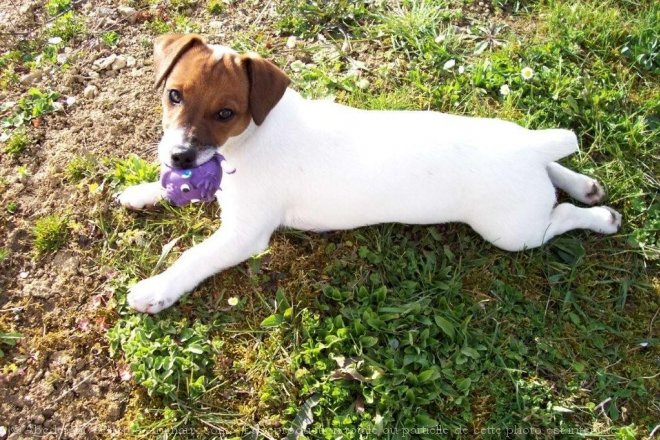 Photo de Jack russell terrier