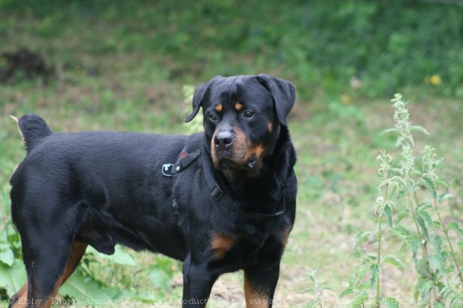 Photo de Rottweiler