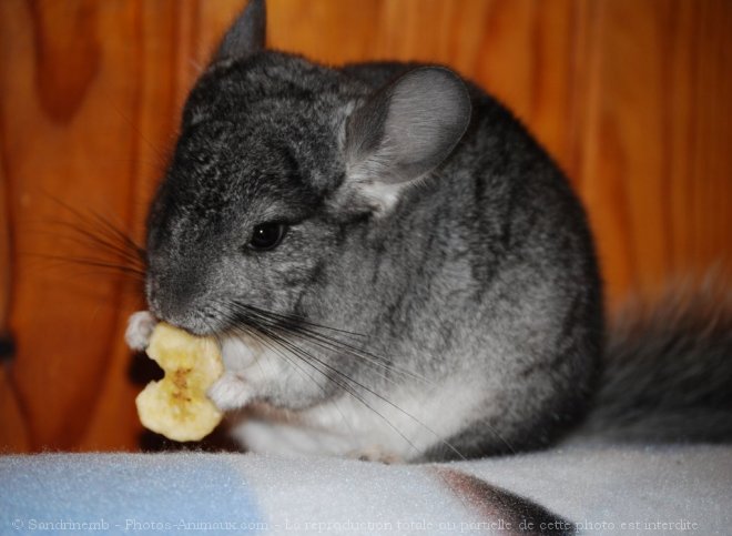 Photo de Chinchilla