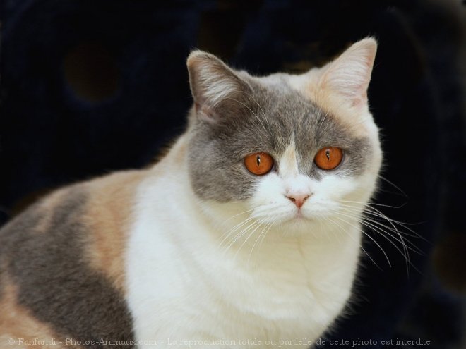 Photo de British shorthair