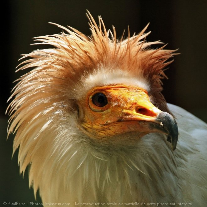 Photo de Vautour percnoptere