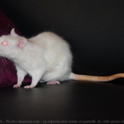 Photo de Rat