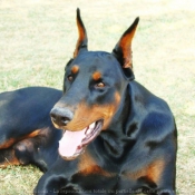 Photo de Dobermann