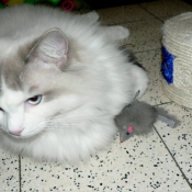 Photo de Ragdoll