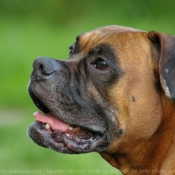 Photo de Boxer