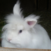 Photo de Lapin