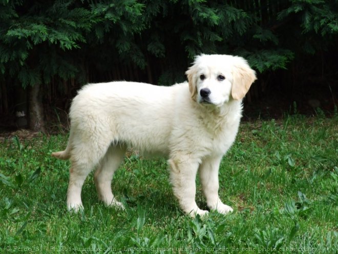 Photo de Golden retriever