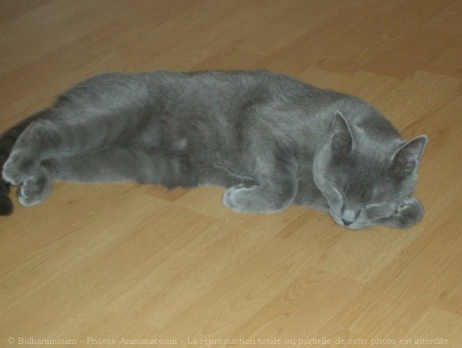 Photo de Chartreux