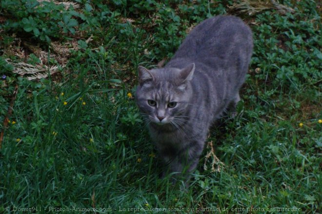 Photo de Chat domestique