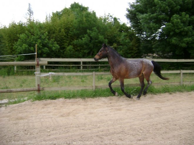 Photo de Races diffrentes