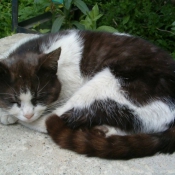 Photo de Chat domestique