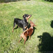 Photo de Pinscher nain